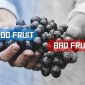 Discerning between good fruit and bad fruit of the Spirit.