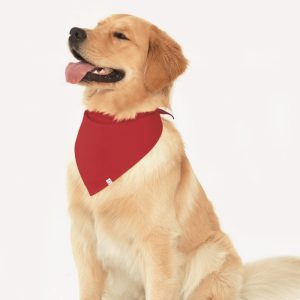 Red, One, dog bandanna with white woven label on Buddy the family retriever.